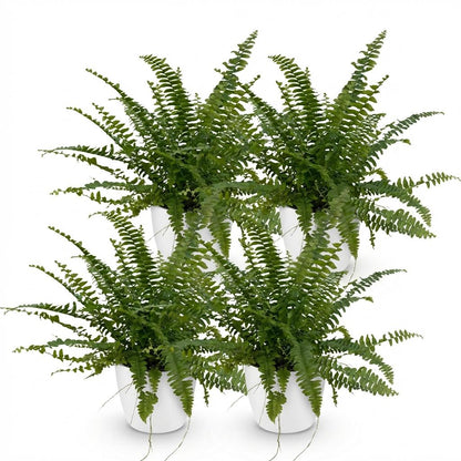 Nephrolepsis Exaltata Green Lady Farn – 2er Set Zimmerpflanze mit weißem Topf Ø12cm Höhe25cm – Haustierfreundliche Grünpflanz