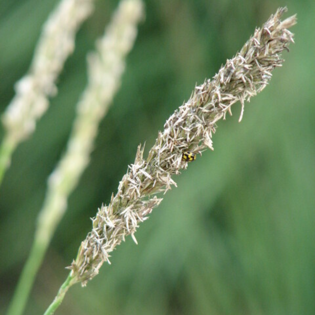 Sesleria autumnalis – 6 Pflanzen – Ø9cm – Höhe 10-25cm – Winterhartes Ziergras – Goldbraune Herbstfärbung – Pflegeleicht für Beet, Steingarten & Naturgarten