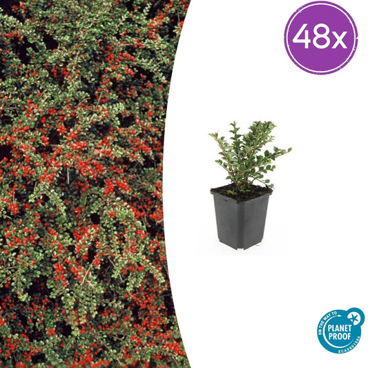 Cotoneaster horizontalis – 48 Pflanzen – ↕10-25cm – Ø9cm – Zierstrauch mit roten Beeren – Winterhart & pflegeleicht – Für Beete, Böschungen & als Bodendecker 