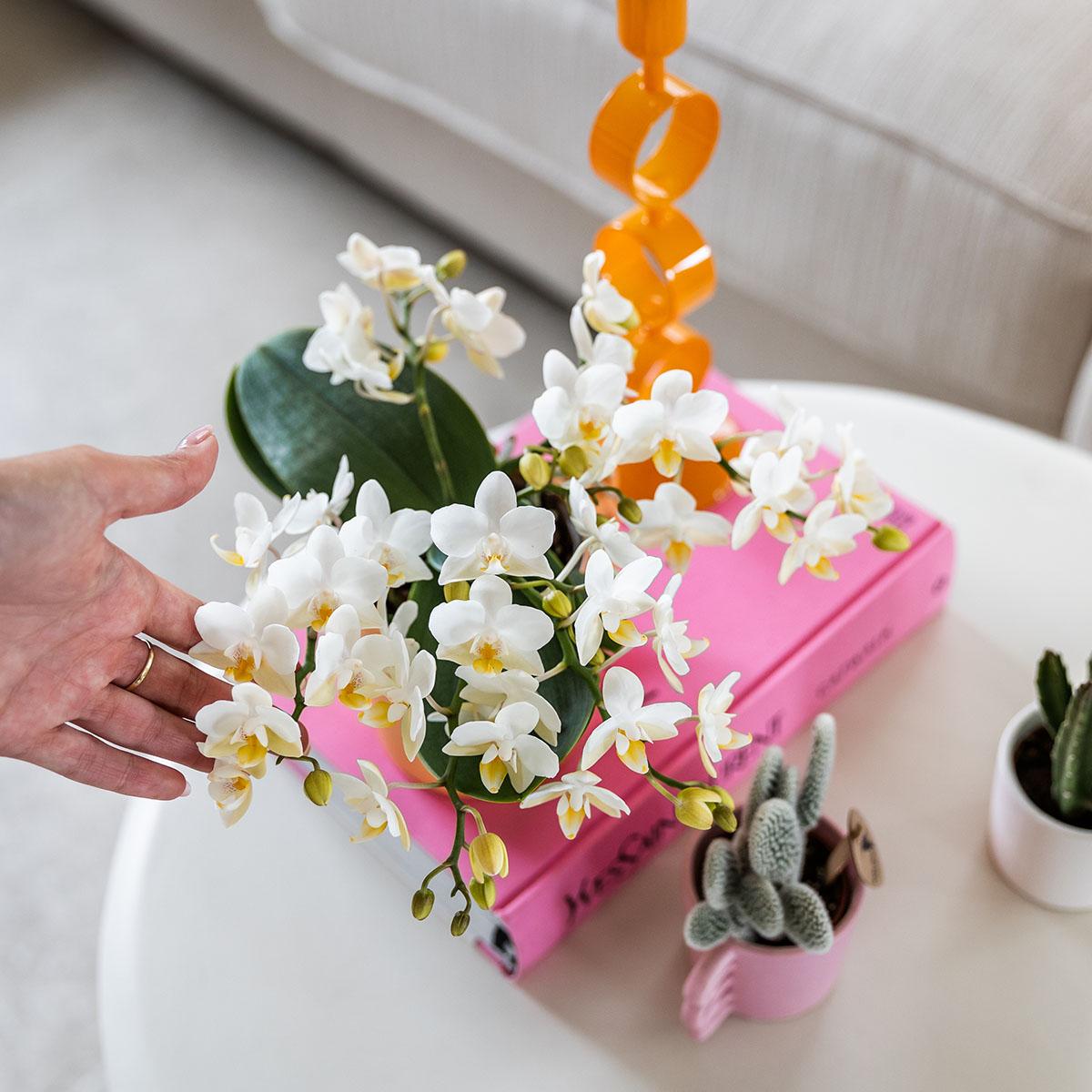 Weiße Phalaenopsis Orchidee Nazaré – Ø9cm – Elegante Zimmerpflanze – Pflegeleicht & Blühfreudig – Ideal für Küche, Wohnzimmer & Büro 