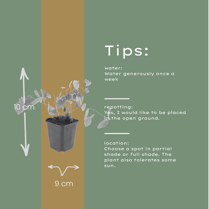 Elfenblume Epimedium × youngianum ‘Niveum’ – 48 Pflanzen – Weiß blühender Bodendecker – 10-25cm – Ø9cm – Schattenstaude für Beet & Unterpflanzung