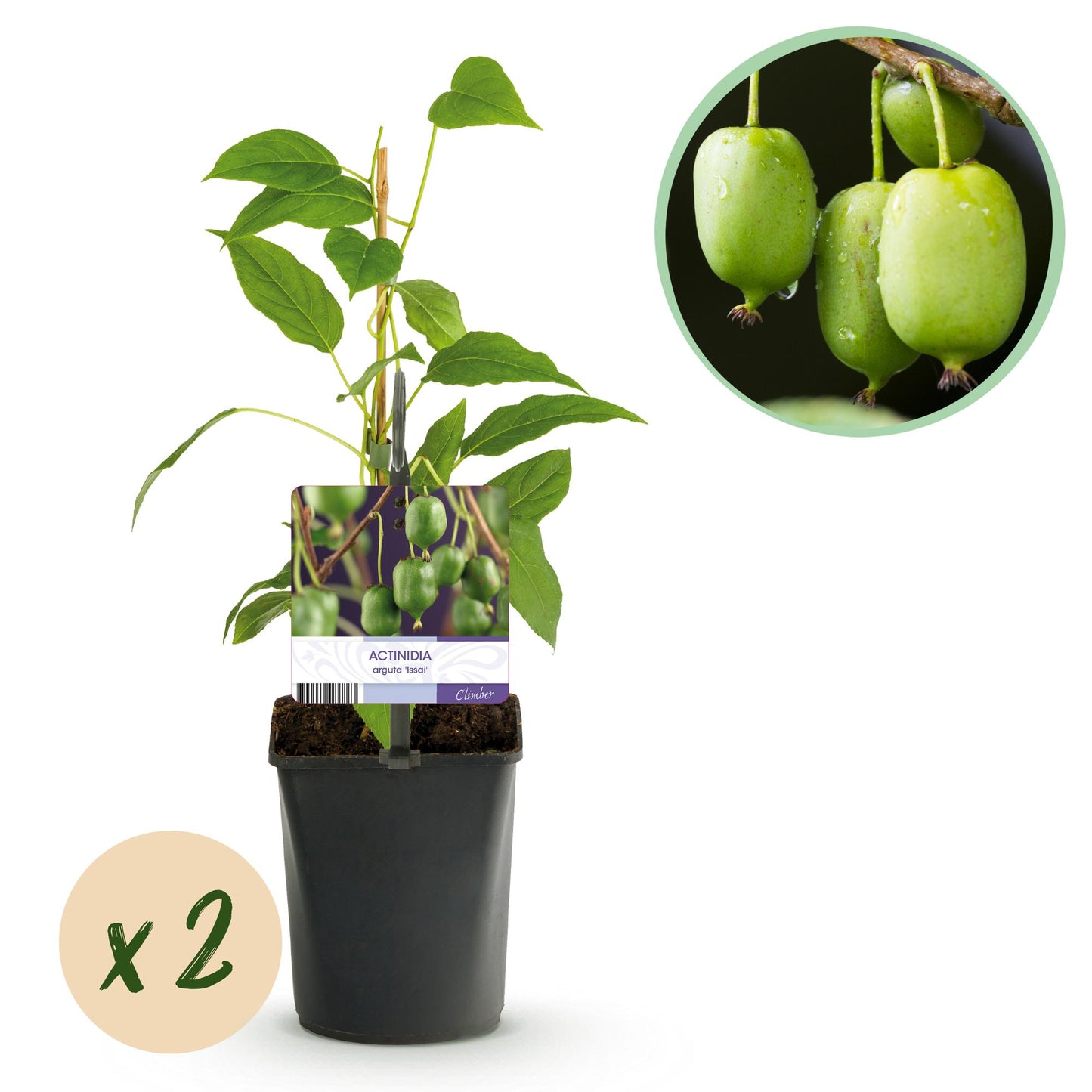 Kiwi - Actinidia arguta Issai - Obstpflanze - Grüne Frucht - 2 Pflanzen - Topf 11cm Höhe 40cm