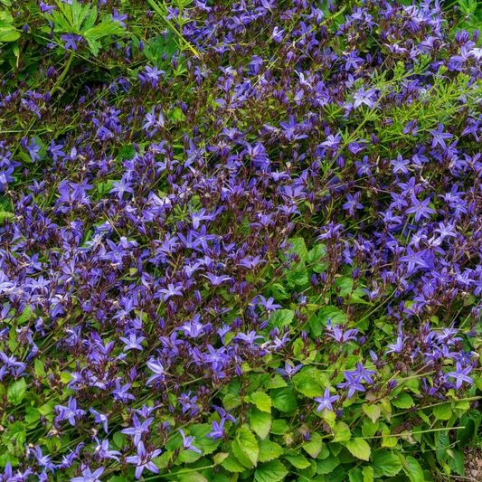 Polster-Glockenblume Campanula poscharskyana – 48 Pflanzen – 10-25cm – Ø9cm – Winterharte Bodendecker Staude – Blühpflanze für Mauer, Beet & Balkon