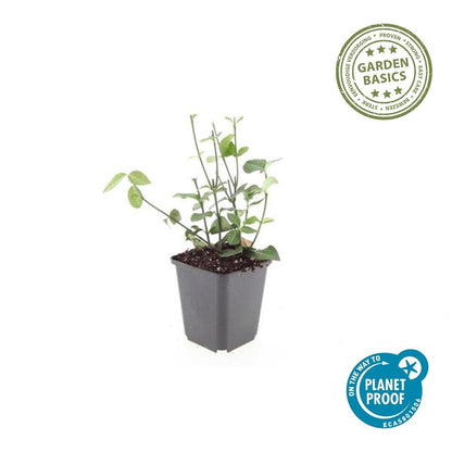 Purpur-Kriechspindel – Euonymus fortunei 'Coloratus' – ↕10-25 cm – Ø9 cm – 60 Pflanzen – Bodendecker – Winterhart & Pflegeleicht – Herbstbeeren – Vielseitig