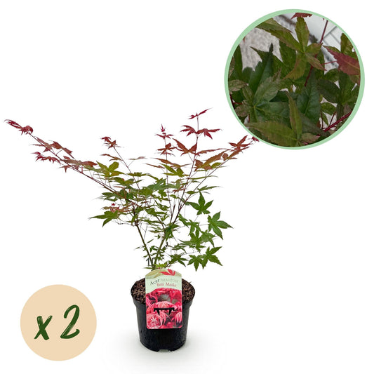 Japanischer Ahorn – Acer palmatum 'Beni Maiko' – 2 Pflanzen – ca. 70 cm hoch – Ø19 cm – tiefgrünes Laub, herbstlich scharlachrot – Balkonpflanze & Beetpflanze 