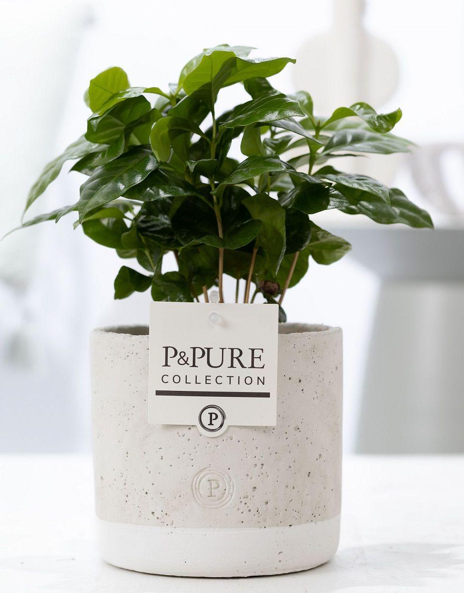 Coffea Arabica In P&PURE Jade Ceramics - Ø12cm - ↕20cm 