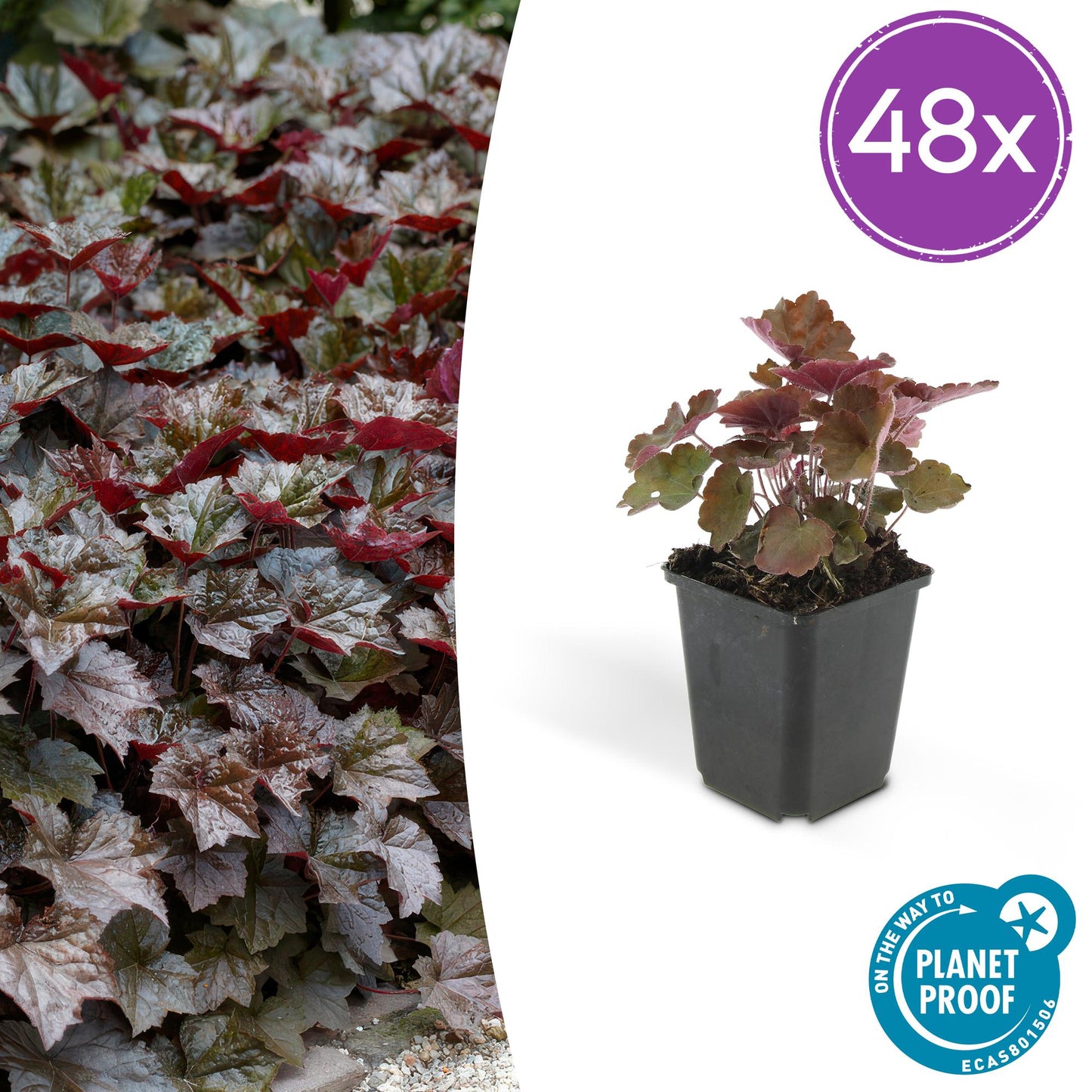 Heuchera mic. 'Palace Purple' – 48 Pflanzen– ↕10-25cm – Ø9cm – Schattengarten Staude – Dunkel-Purpur Blätter – Blüten ab Juli – Bienen- & Schmetterlingsfreundlich