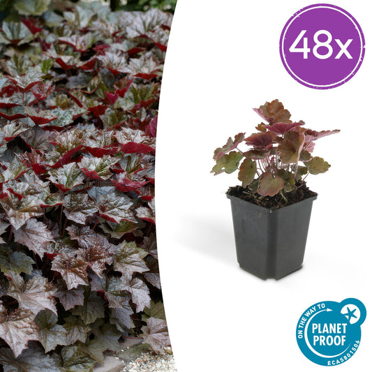 Heuchera mic. 'Palace Purple' – 48 Pflanzen– ↕10-25cm – Ø9cm – Schattengarten Staude – Dunkel-Purpur Blätter – Blüten ab Juli – Bienen- & Schmetterlingsfreundlich