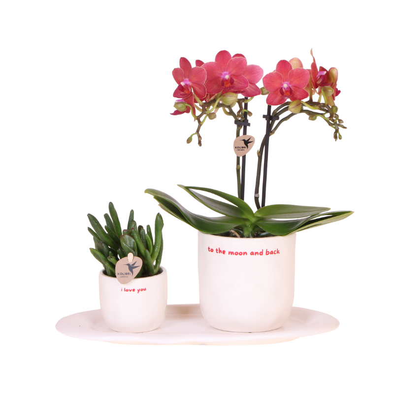 Kolibri Orchids | Geschenkset „Love You“ | Rote Phalaenopsis‑Orchidee Congo mit Grünpflanze in Love‑Übertopfen auf einer Cloud‑Platte 
