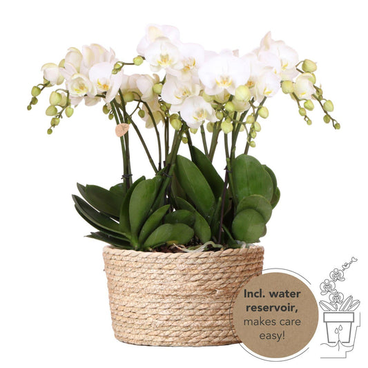 Kolibri Orchideen | weißes Orchideen-Set im Schilfkorb inkl. Wassertank | drei weiße Orchideen Gent 12cm | Mono Bouquet weiß mit autarkem Wassertank. 