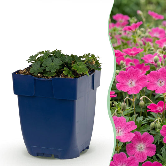 Storchschnabel 'Max Frei' – Geranium sanguineum 'Max Frei' – 3 Pflanzen – Topf Ø11cm – Bienenfreundliche Staude für Garten & Balkon
