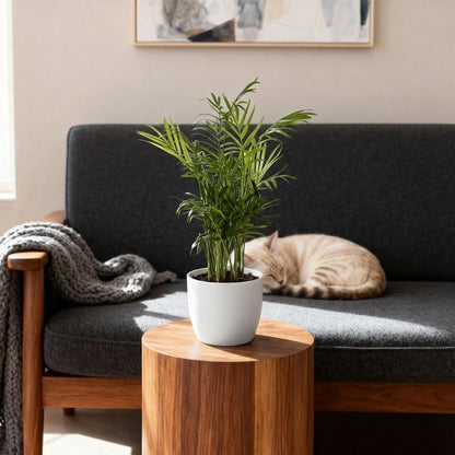 Green boutiQ - Zimmerpflanze - Chamaedorea elegans - Goldpalme - Haustierfreundliche Pflanze - Grün - 1 Pflanze - mit Potter Weiß - Topf 12cm - Höhe 15cm 