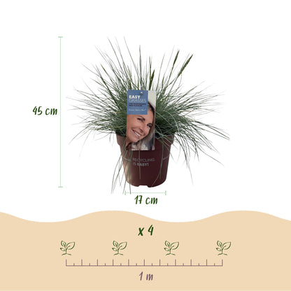 Festuca glauca Intense Blue – Blauschwingel – Ziergras – 4 Pflanzen – Immergrün & pflegeleicht – Topf Ø17cm – Höhe ca. 50cm – Trockenheitsresistent