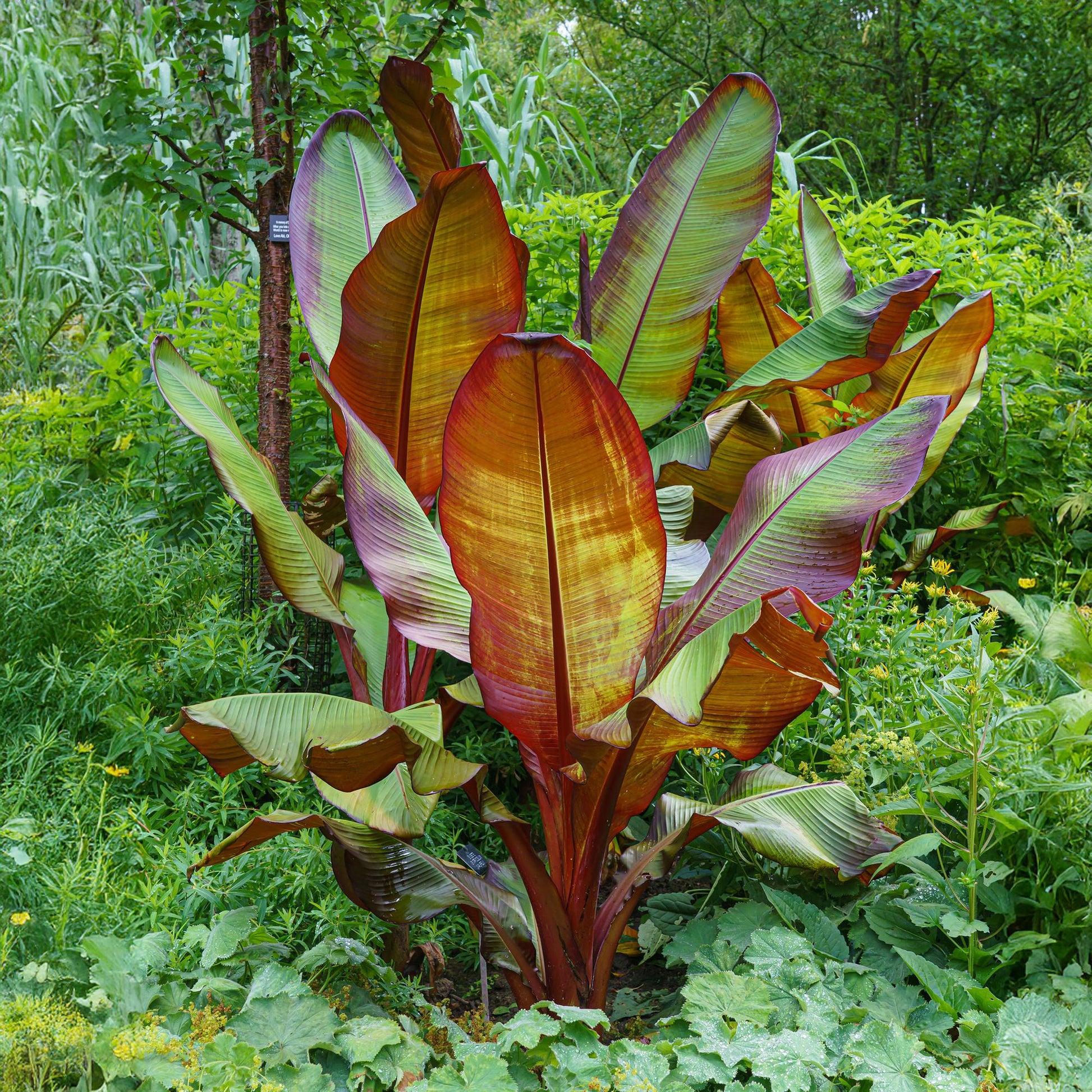 Bananenpflanze Ensete ventricosum Maurelli – Winterhart – 6 Pflanzen – Obstpflanze – Topf Ø17 cm, Höhe ca. 40 cm 