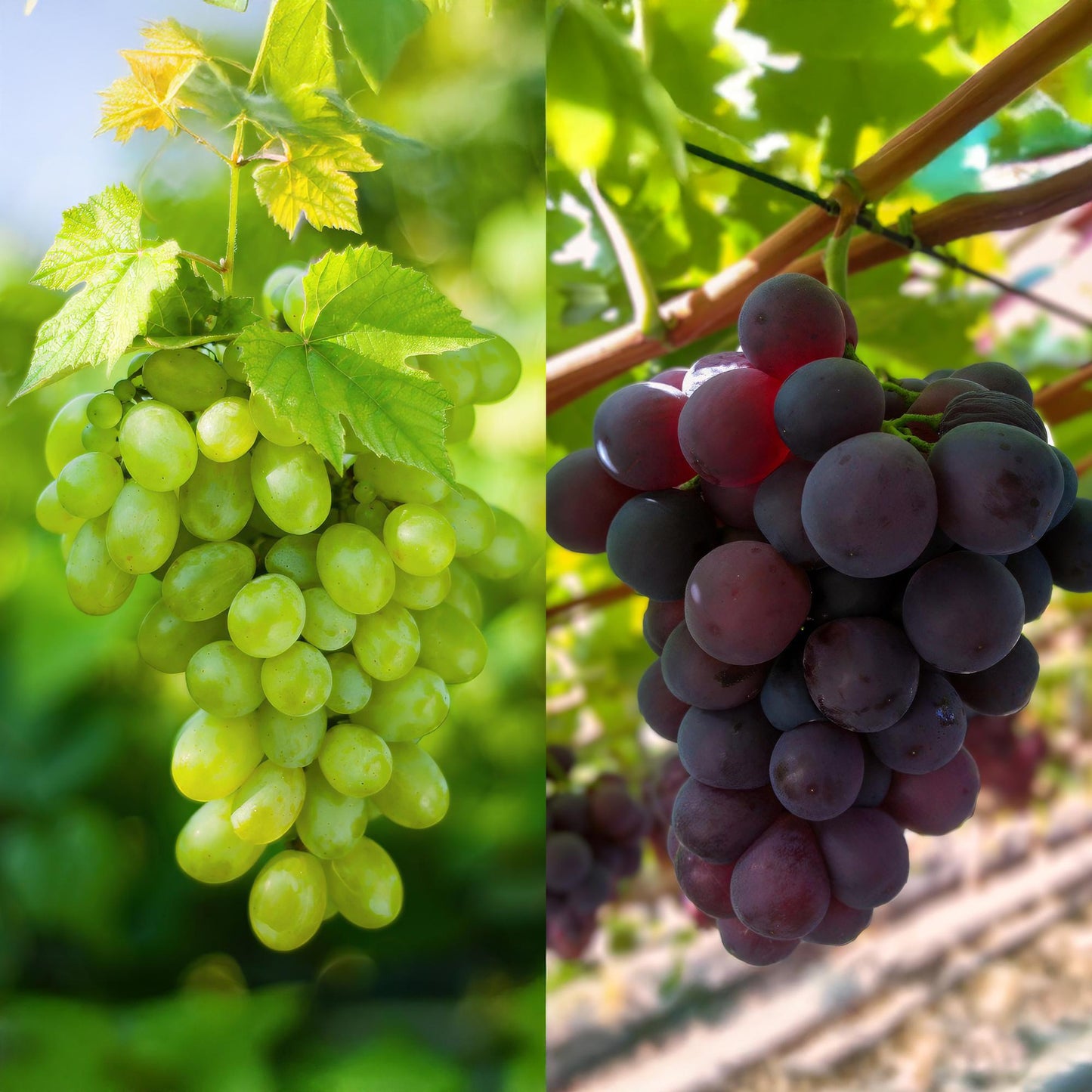 Weinrebe – Vitis vinifera Vanessa & Himrod – Kernlose lila & weiße Trauben – 2 Pflanzen – Obstpflanze – 15cm – Höhe 50cm 