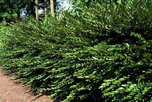Immergrüne Kriech-Heckenkirsche Lonicera pileata – ↕10-25cm – Ø9cm – 20 Pflanzen – Zwerg-Geißblatt – Schnellwachsend & pflegeleicht – Immergrün & bienenfreundlich