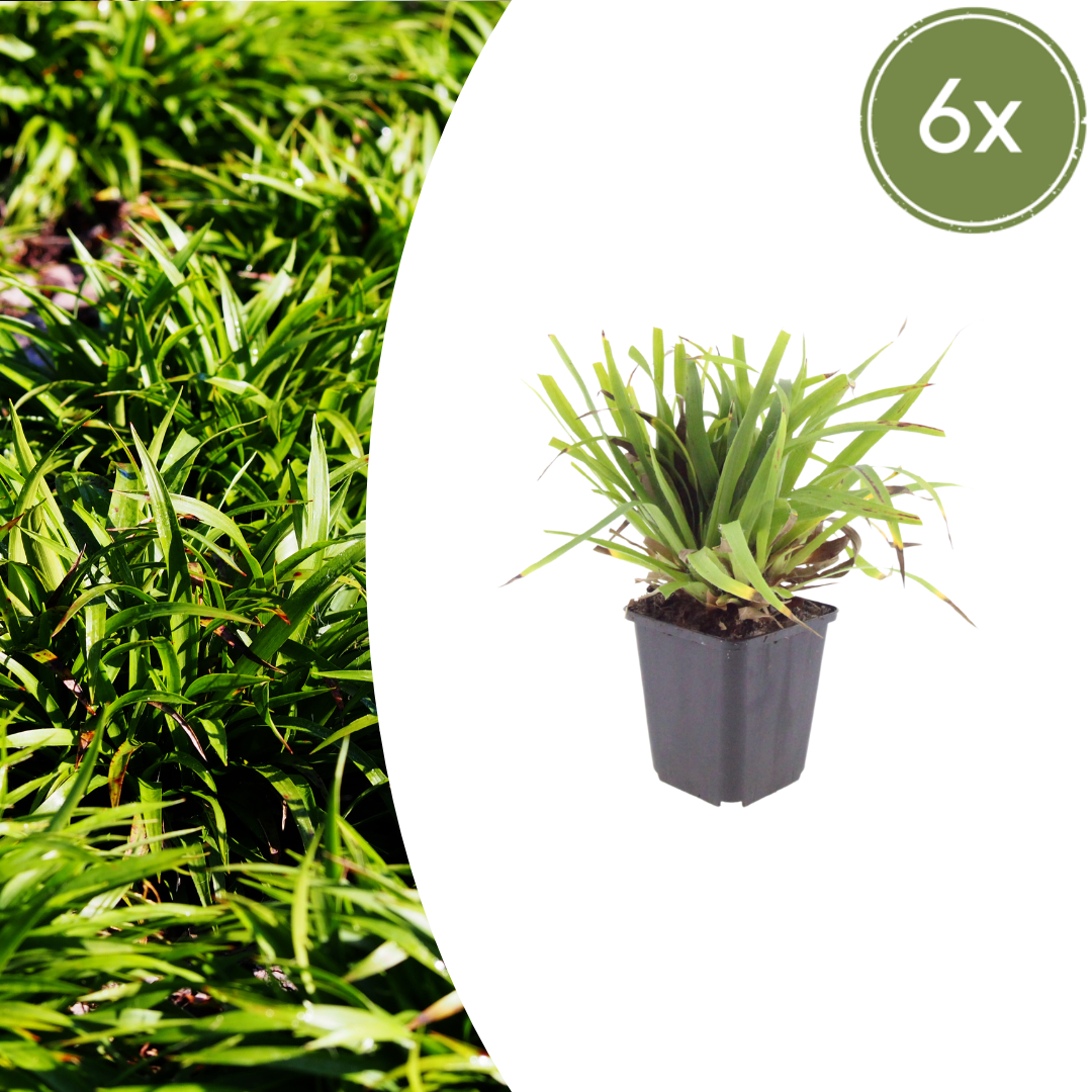 Luzula sylvatica Wald-Hainsimse – 6 Pflanzen Ø9cm – Höhe10-25cm – Immergrüner Bodendecker für Schatten & Unterpflanzung – Winterhart pflegeleicht – Robuste Gartenstaude