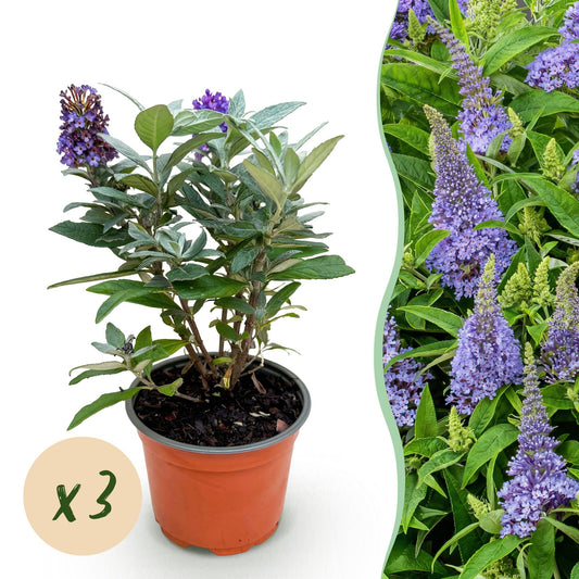 Green boutiQ - Gartenpflanze - Buddleja davidii Butterfly Candy Little Lila - Schmetterlingsstrauch - Kompakt - Lila - 3 Pflanzen - Topf 12cm - Höhe 20-25cm 