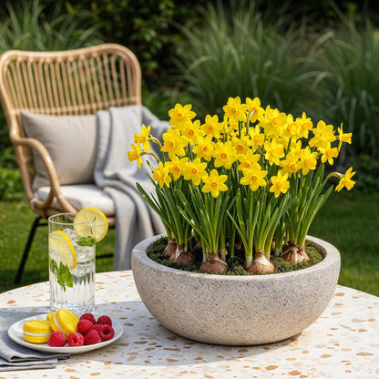 GreenboutiQ - Blumenzwiebeln - Narzisse Tete-A-Tete - Farbe Gelb - 25 Stück - Zwiebelgröße 10/11 - XXL Pack 