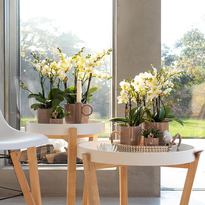 Phalaenopsis Orchidee „Lausanne“ – Weiß – Ø9cm – Zimmerpflanze mit 3 Blütentrieben – Pflegeleicht & elegant – Aus der Blossom-Kollektion 