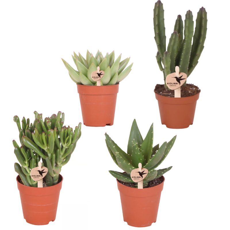Kolibri Greens | set van 4 groene planten potmaat Ø6cm | groene kamerplant - vers van de kweker 