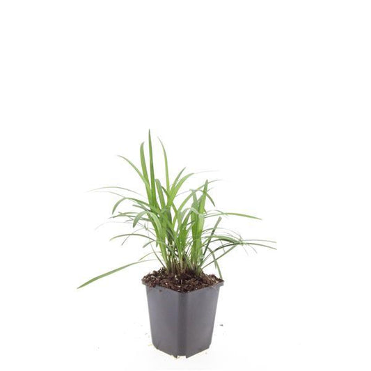 Liriope muscari 'Monroe White' – 48 Pflanzen - Immergrüne Staude – 9cm – ↕10–25cm – Weißblühende Bodendeckerpflanzen – Winterhart & pflegeleicht – Für Sonne & Schatten 
