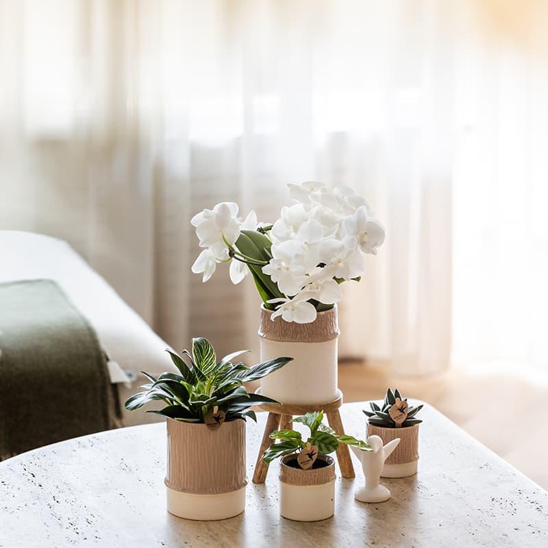 Kolibri Home | Bamboo Übertopf - Sand - Ø6cm 