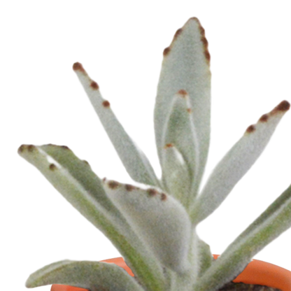 Kakteen & Sukkulenten Mischung – 15 Pflanzen 5,5 cm – Vielfältige Auswahl aus Cereus, Echeveria, Haworthia & Crassula – Hochwertige Qualität – Handbemalter mexikanischer Topf inklusive