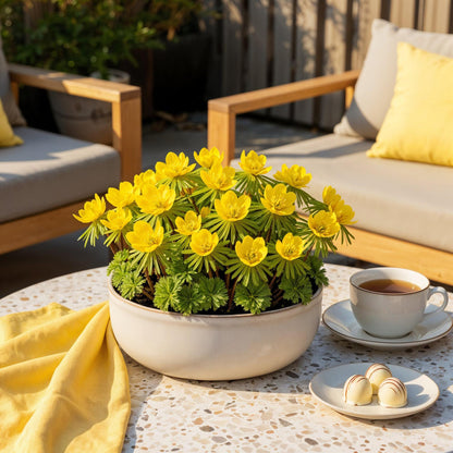 GreenboutiQ - Blumenzwiebeln - Eranthis Cilicica - Farbe Gelb - 25 Stück - Zwiebelgröße 4/5 - XXL Pack 