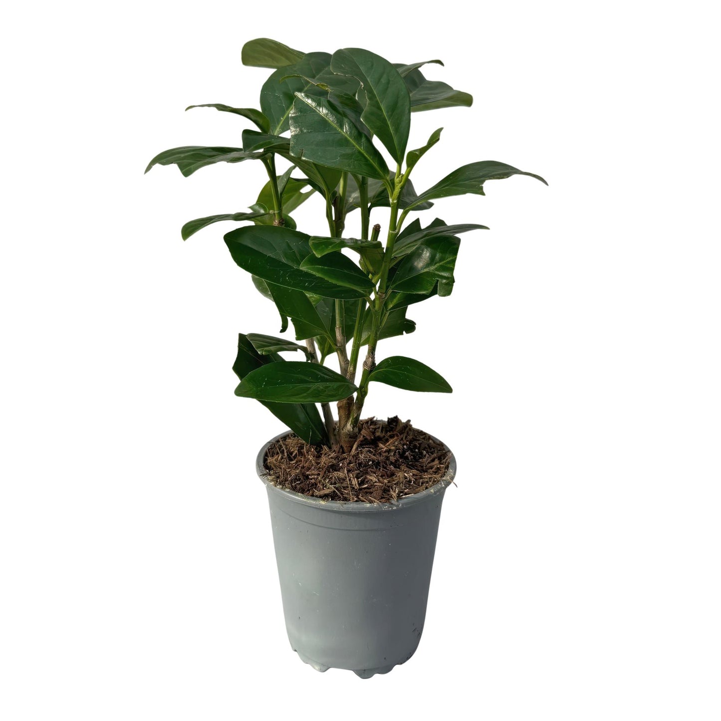 Kirschlorbeer - Prunus laurocerasus Novita - Heckenpflanzen - Blatt grün - 8 Pflanzen - 1 laufender Meter - immergrün - Topf 9cm Höhe 30-35cm