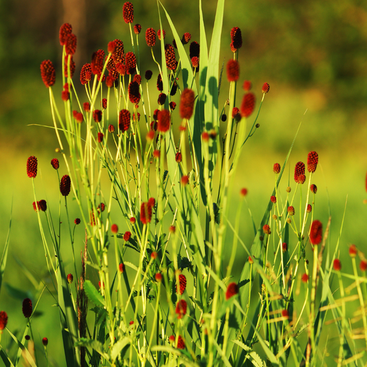 Sanguisorba officinalis Tanna – 12 Pflanzen – Ø9cm – Höhe 10-25cm – Winterharte Staude – Dunkelrosa Blütenähren – Bienenfreundlich für Beet & Präriegarten