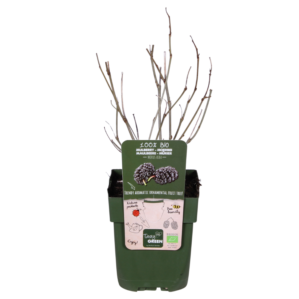 Schwarze Maulbeere – Morus nigra 'Mulle' – Ø13cm – ↕45cm – Bio-Anbau – Vitaminreiche Obstpflanze für Garten & Topf 