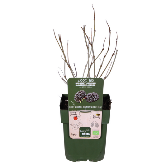 Schwarze Maulbeere – Morus nigra 'Mulle' – Ø13cm – ↕45cm – Bio-Anbau – Vitaminreiche Obstpflanze für Garten & Topf 