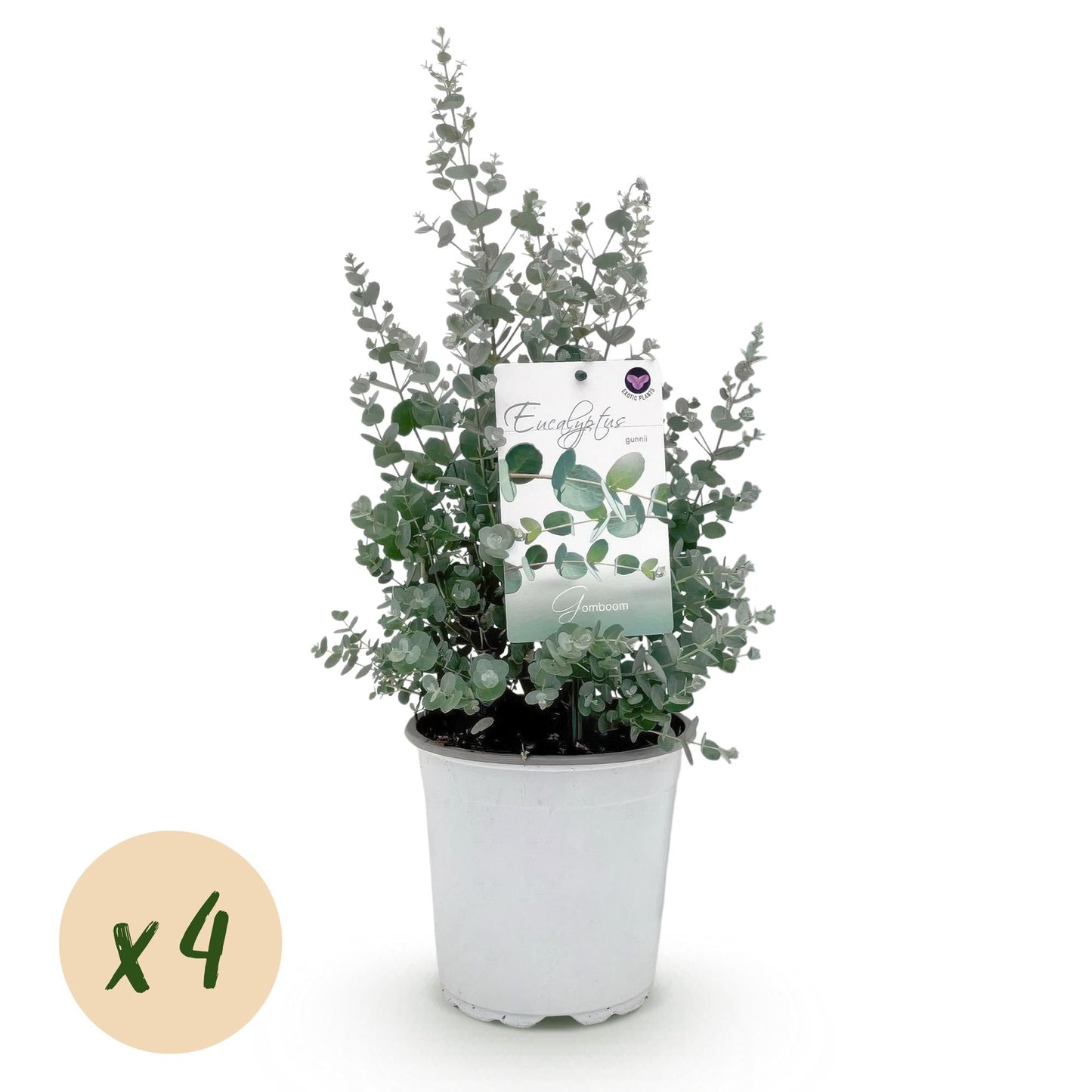 Eukalyptusbaum Eucalyptus gunnii – Grau – Winterhart – 4 Pflanzen – Terrassenpflanze – Ø17 cm – Höhe ca. 40 cm 