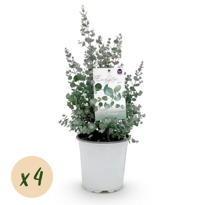Eukalyptusbaum Eucalyptus gunnii – Grau – Winterhart – 4 Pflanzen – Terrassenpflanze – Ø17 cm – Höhe ca. 40 cm 
