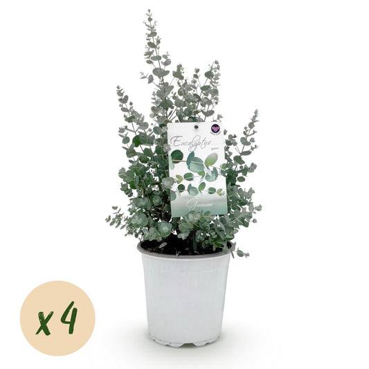 Eukalyptusbaum Eucalyptus gunnii – Grau – Winterhart – 4 Pflanzen – Terrassenpflanze – Ø17 cm – Höhe ca. 40 cm 