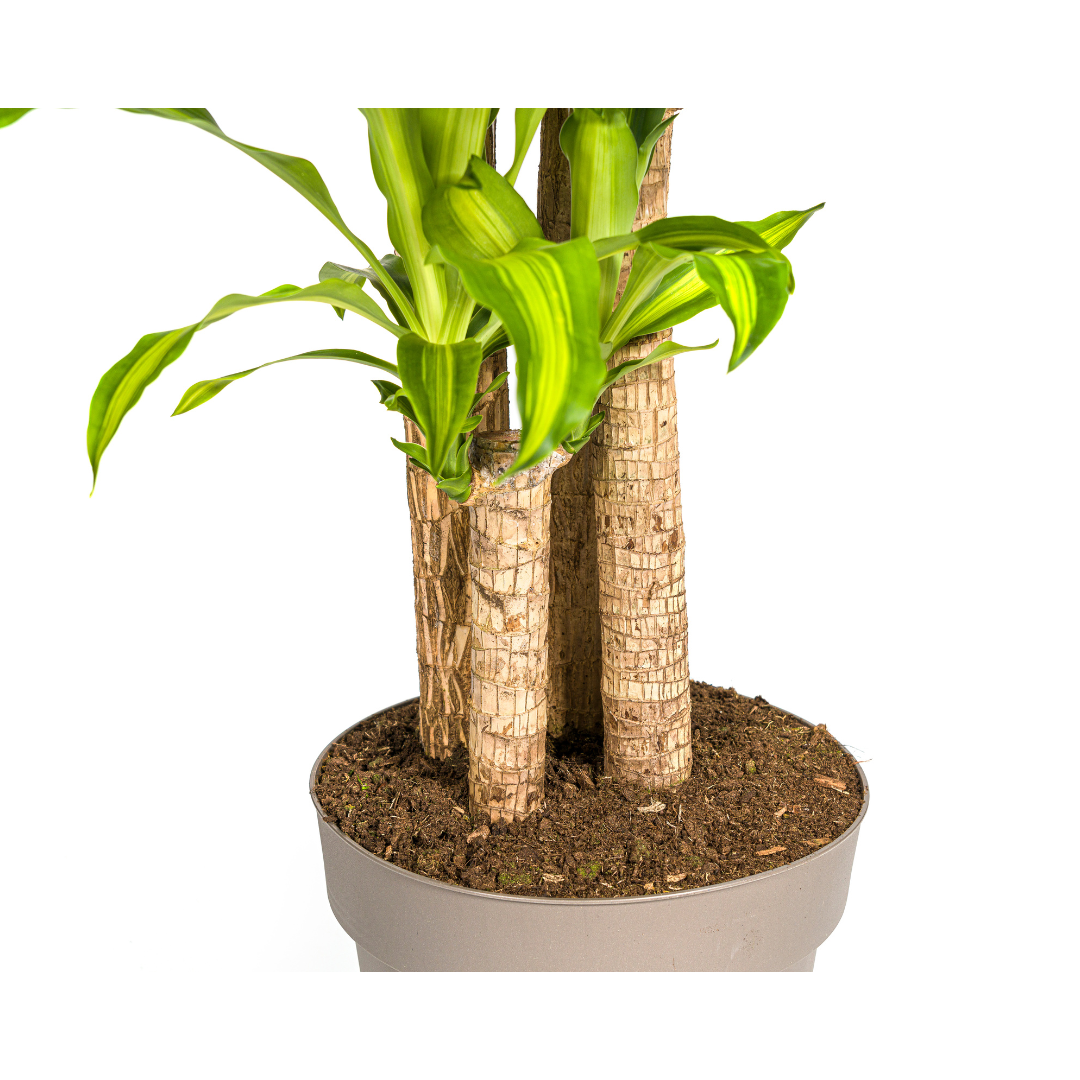 Drachenbaum - Dracaena Fragrans Massangeana - Zimmerpflanze - Ø30cm - ↕170 - 190cm