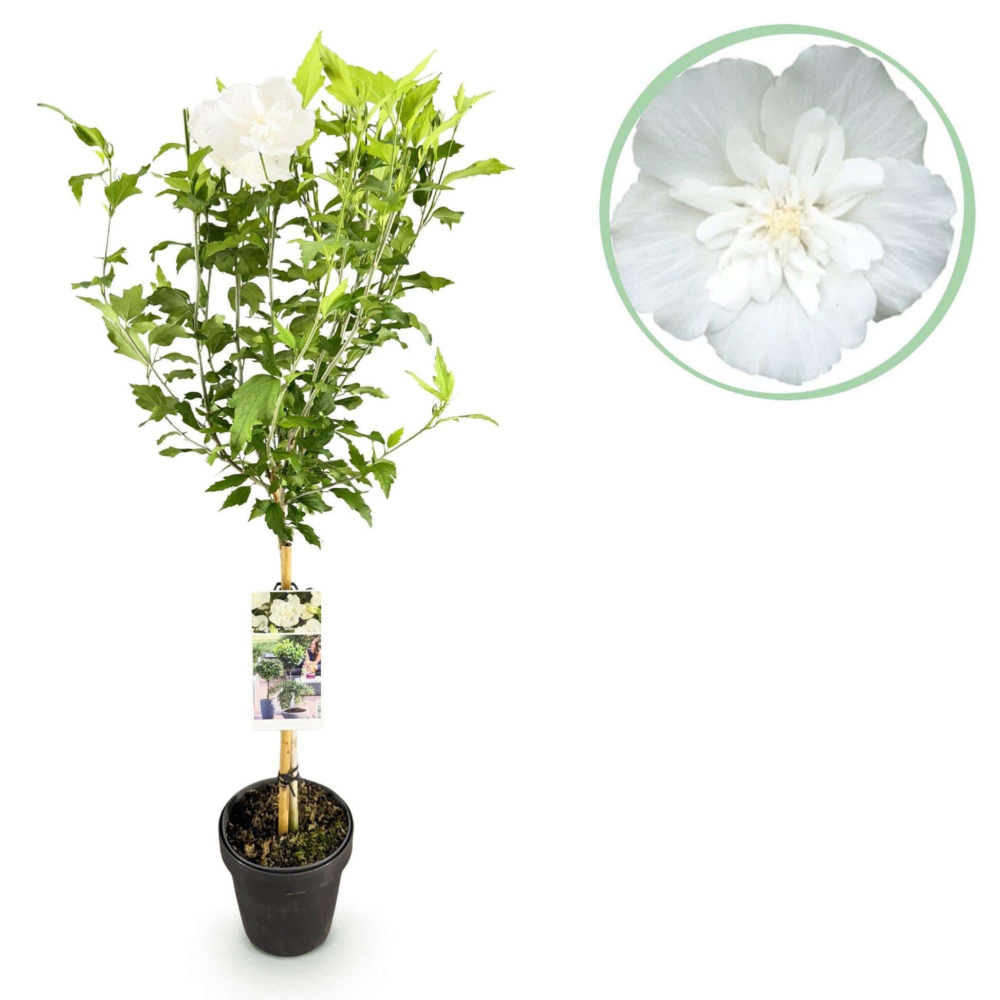 Hibiscus syriacus White Chiffon – Stamm-Pflanze – Ø19 cm – Höhe ca. 90 cm – Weiße Blüten – Laubabwerfend & pflegeleicht – Für Garten, Terrasse & Balkon 