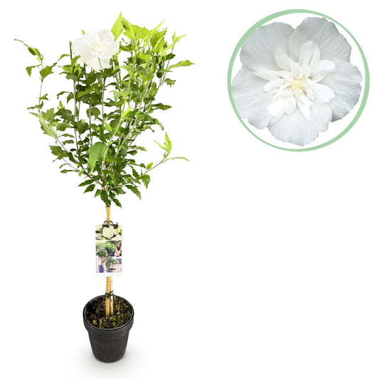 Hibiscus syriacus White Chiffon – Stamm-Pflanze – Ø19 cm – Höhe ca. 90 cm – Weiße Blüten – Laubabwerfend & pflegeleicht – Für Garten, Terrasse & Balkon 