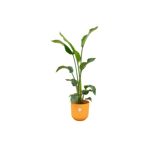 Baum-Strelitzie - Strelitzia Nicolai mit Topf Jazz Rund Gelb - Zimmerpflanze - Ø23cm - 100 cm
