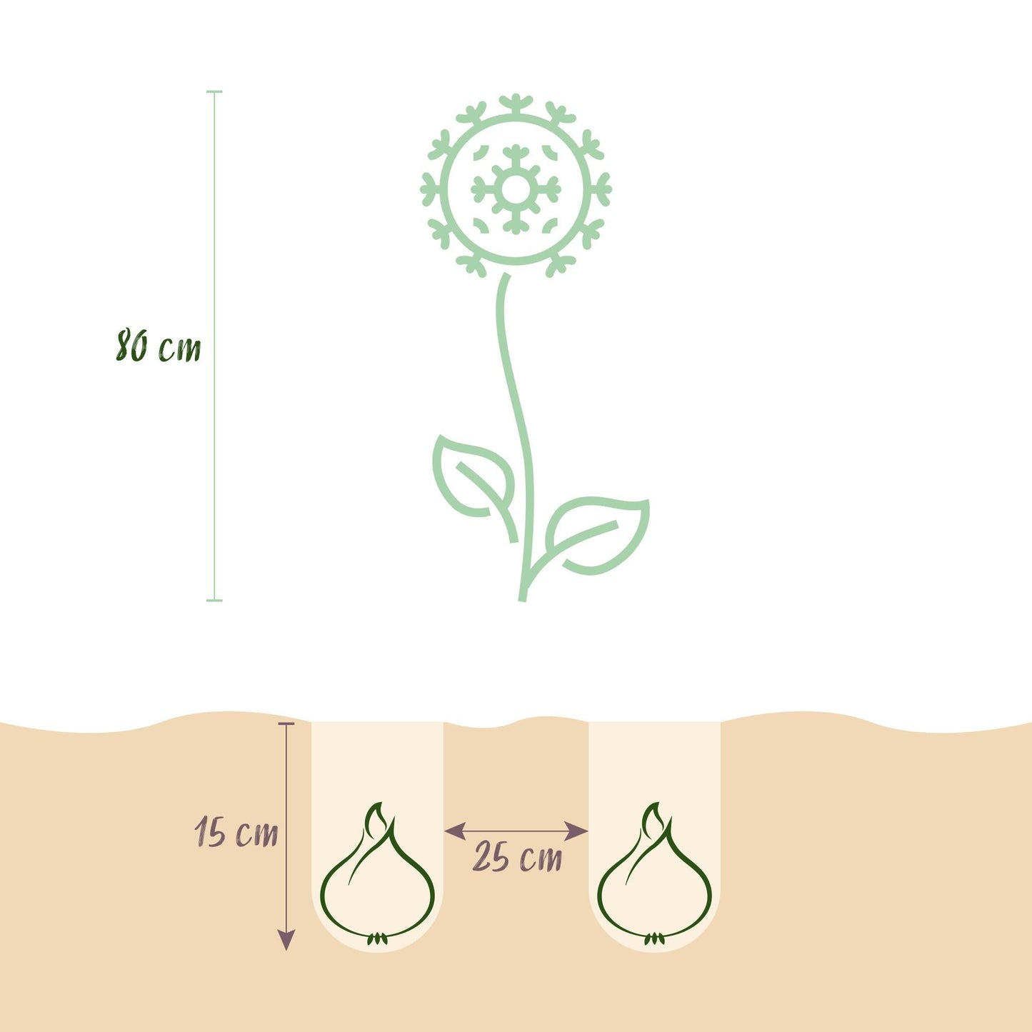 GreenboutiQ - Blumenzwiebeln - Allium Sphaerocephalon - Farbe Lila - 100 Stück - Zwiebelgröße 5/6 - XXL Pack 