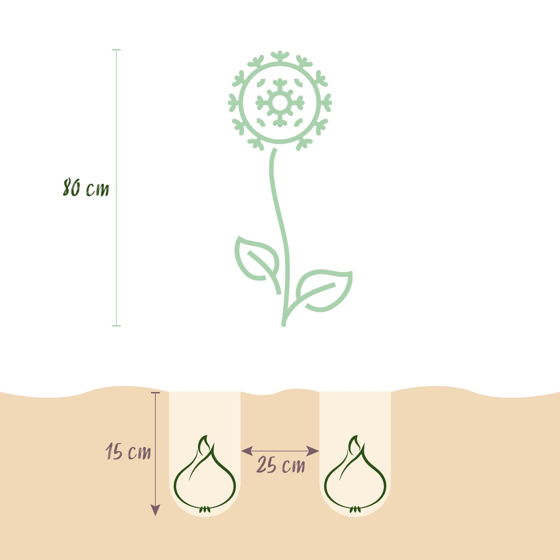 GreenboutiQ - Blumenzwiebeln - Allium Sphaerocephalon - Farbe Lila - 100 Stück - Zwiebelgröße 5/6 - XXL Pack 