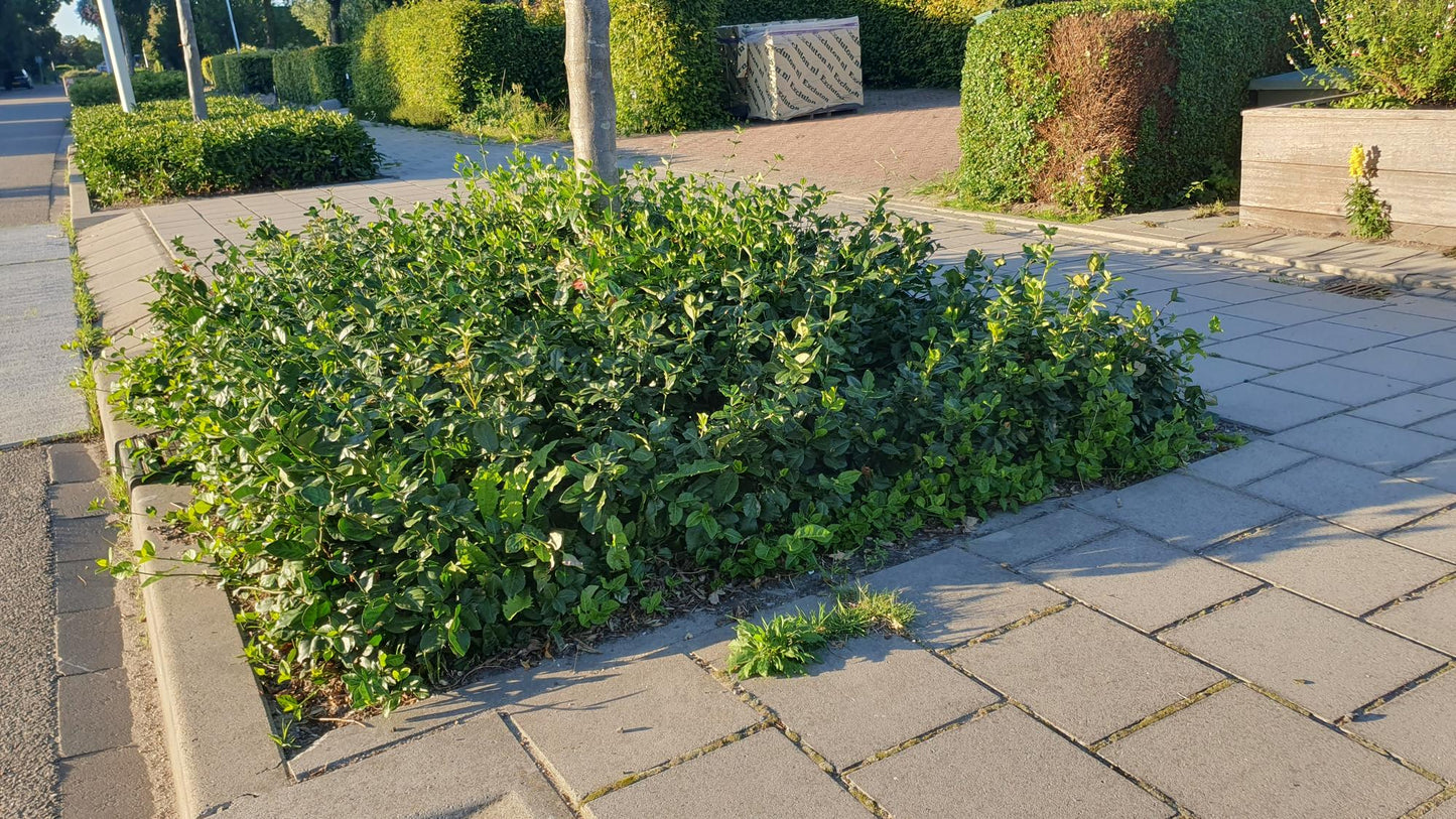 Purpur-Kriechspindel – Euonymus fortunei 'Coloratus' – ↕10-25 cm – Ø9 cm – 60 Pflanzen – Bodendecker – Winterhart & Pflegeleicht – Herbstbeeren – Vielseitig