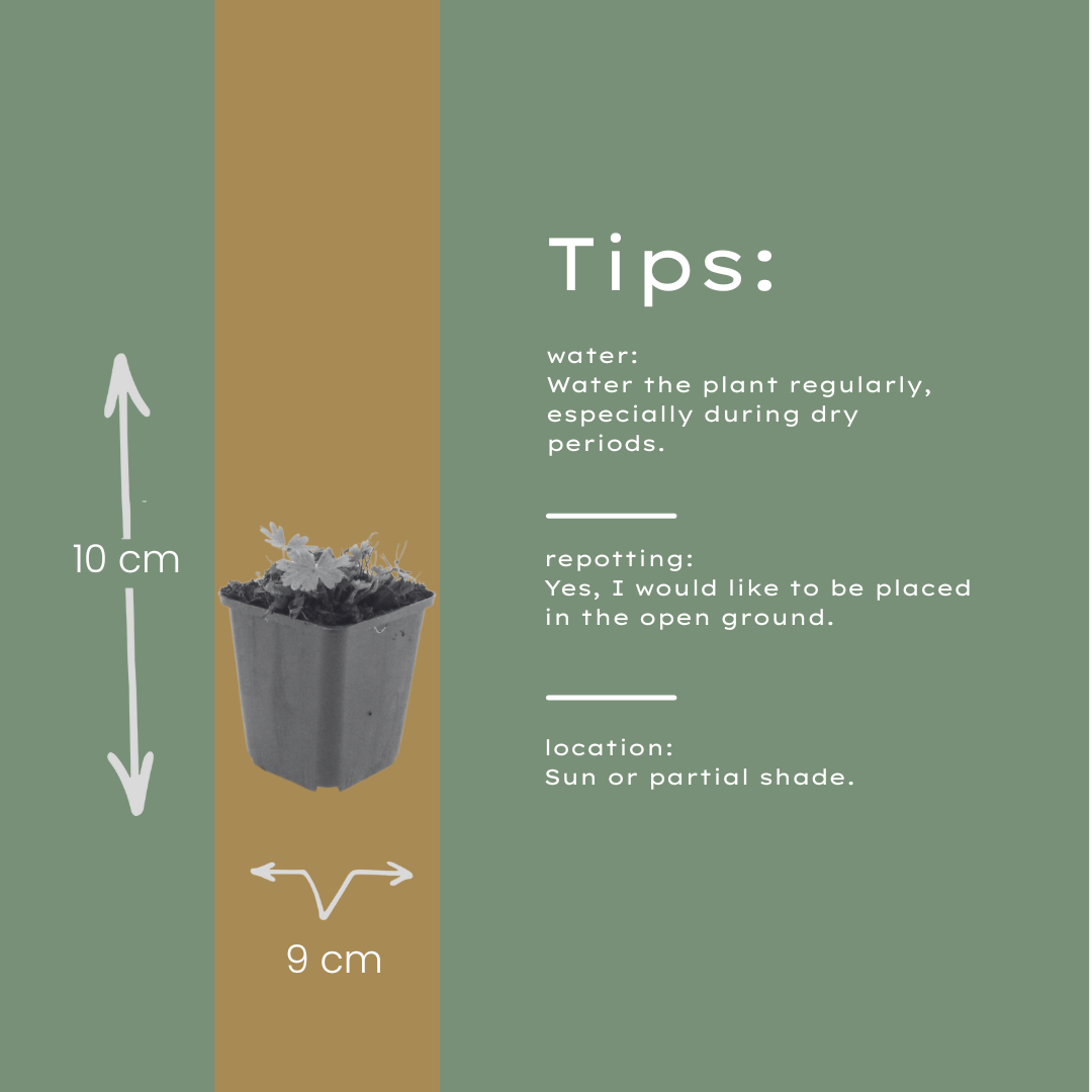 Geranium sanguineum Max Frei – 48 Pflanzen – Ø9cm – Höhe 10-25cm – Karminroter Storchschnabel – Winterharter Bodendecker für Beet & Steingarten