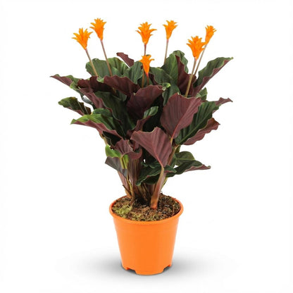 Korbmarante Calathea Crocata – Ø14cm – Höhe 40–45cm – Orange Blüten – Tropische Zimmerpflanze für Wohnraum Büro & schattige Standorte 