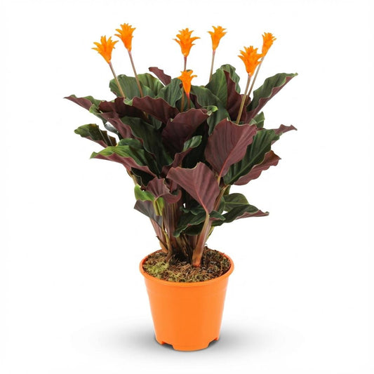 Korbmarante Calathea Crocata – Ø14cm – Höhe 40–45cm – Orange Blüten – Tropische Zimmerpflanze für Wohnraum Büro & schattige Standorte 