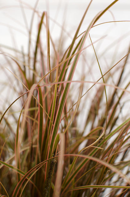 Mahagonigras - Uncinia rubra Everflame - Ø14cm - ↕30cm 