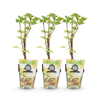 Weiße Johannisbeere Ribes rubrum Witte Hollander winterhart 3 Pflanzen Ø9cm Höhe30cm – Aromatische helle Beeren für Garten Beet Balkon & Terrasse 