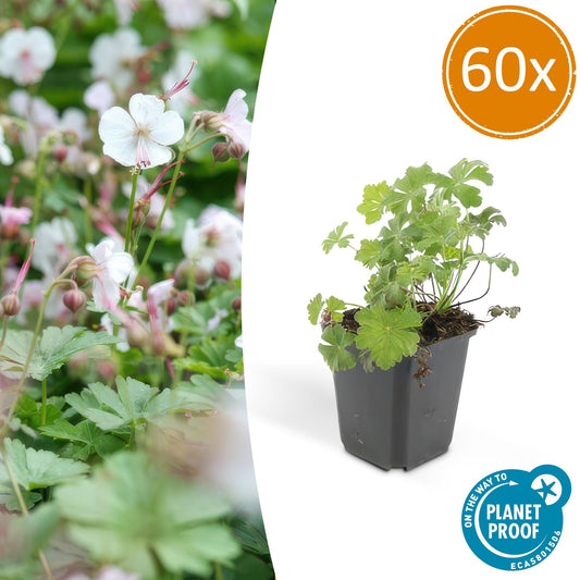 Cambridge Storchschnabel – Geranium cant. 'Biokovo' – Ø9 cm – ↕10-25 cm – 60 Pflanzen – pflegeleichter Bodendecker, weiß-rosa Blüten, winterhart