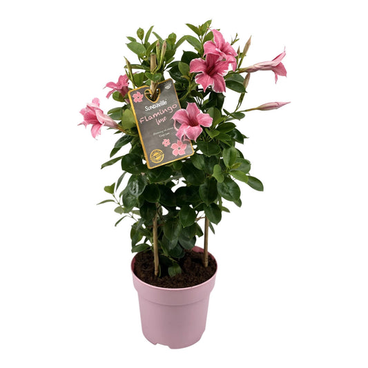 Mandevilla Sundaville Flamingo Pink In Toren Dipladenia - Ø17cm - ↕55cm